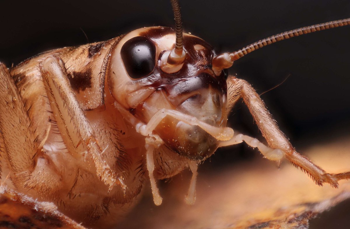 insectweek tweet picture