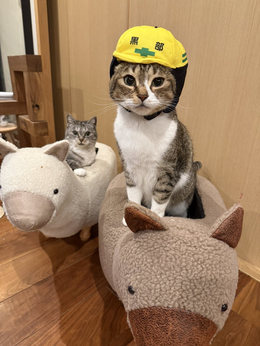 kokonananya's tweet photo. 「なまずのとこ、行ってきます！！！」 https://t.co/nWGZXpw42x