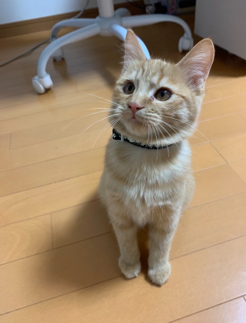 mintoyukii's tweet photo. トースターで焼かれたのかってくらい茶色
←一歳くらい？　　　現在→
#猫好きさんと繋がりたい https://t.co/YFzv24Vdwe