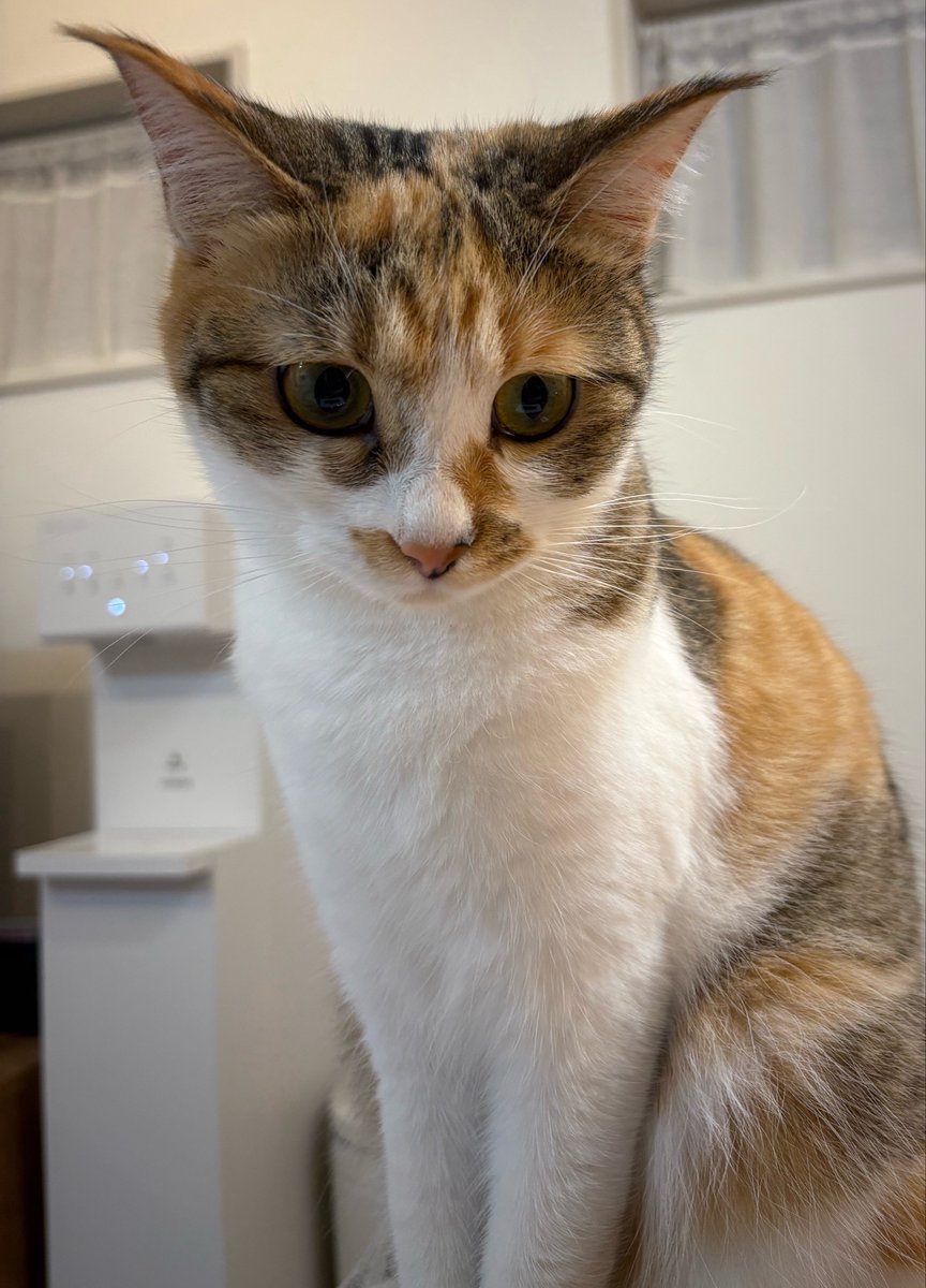 nekomimi_decade's tweet photo. 帰ってきてからずっとわたしのそばにいててかわいい https://t.co/x3ot2DVRJK