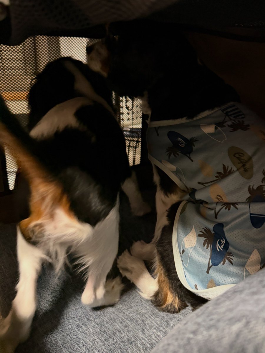 shell_thomas_20's tweet photo. 柚子ちゃん　5ヶ月。
ぷっくぷくなんですが😅😅

母、ご飯の量間違えてるのか毎日不安です🤭
シュプレモ子犬用。
成犬時の体重が10キロの場合は
1日のご飯の量が2カップ。

お兄ちゃんたちは半カップずつ上げてるのですが
毎日、え？是で合ってる?って言いながらあげてます。

お腹も壊さずお元気です https://t.co/EtHbJIZbTz