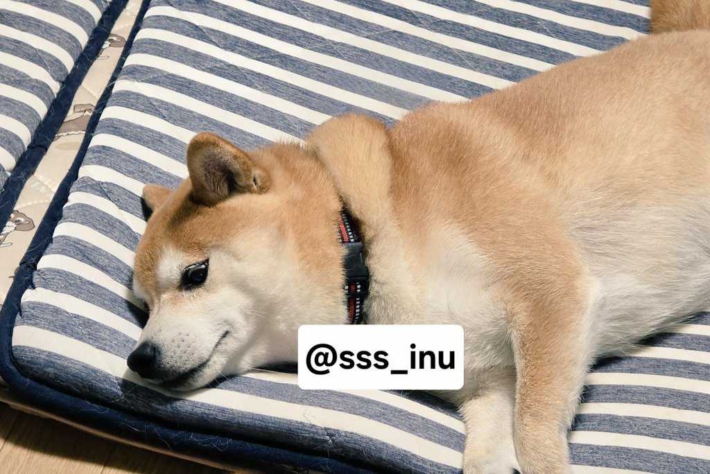 オーダー受付中　おやすみわんちゃん おやすみ～～…👀？