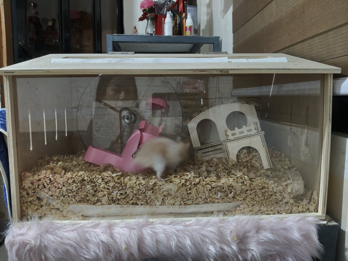 yoi_jwn's tweet photo. WTS//LFB PH
📍RIZAL, LAGUNA
FOR SALE HAMSTER (MALE)
-QUOTE YOUR PRICE
-WITH CAGE (INCLUDED THE SMALL HOUSE AND F&amp;B DESPENSER, THE PINK ONE INSIDE)
-THERE'S ALSO ANOTHER HAMSTER WITH SMALLER CAGE ALSO QUOTE YOUR PRICE(FEMALE- BROWN AND WHITE COLORED) https://t.co/CBSCvYes5z