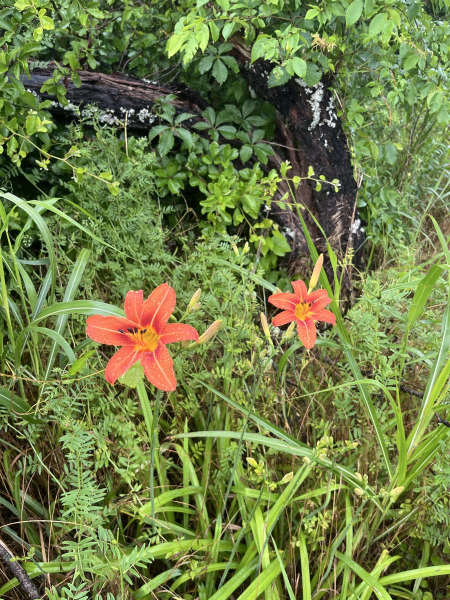 Tst4033's tweet photo. #hiii #nature #woods https://t.co/gKYwKF5D3q