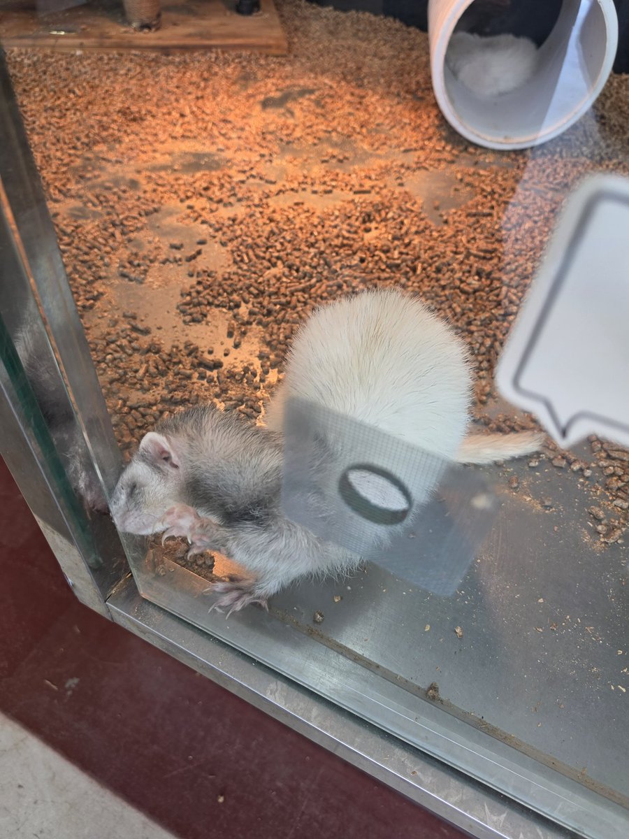 translatingTXT's tweet photo. [260626] weverse dm 🐿️🐱💬 https://t.co/nKowvRIfcj