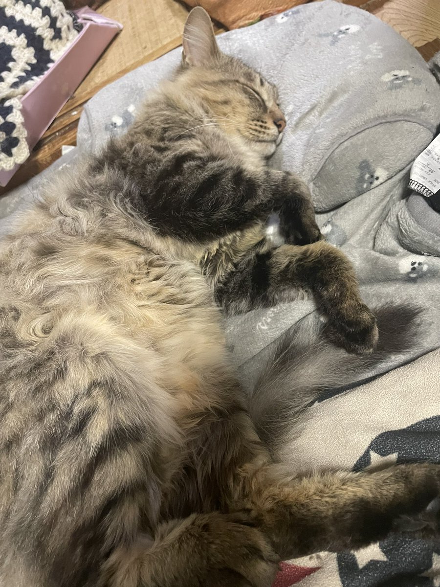 harupippi428's tweet photo. ハルはまだ恐る恐るしか近寄れないんだけど、チビちゃんは我がもの顔で寝ちゃってます🤣
明日、明後日母しか居ないけど仲良く遊んでね〜

#白シュナ
#猫ちゃん https://t.co/ehhgTp0Zuq