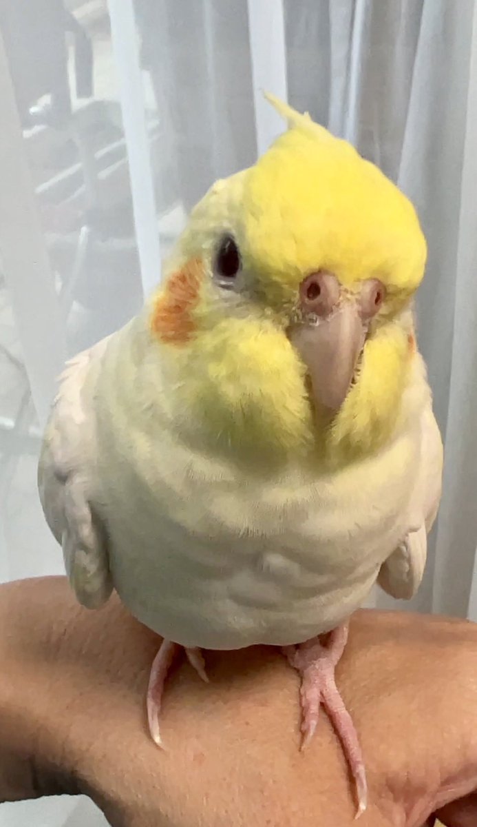 oqiq_sa's tweet photo. オカメインコを探しています。
2026年6月26日7時30分頃東京都江戸川区小岩付近で迷子になってしまいました。台風もきていて心配です。目撃、保護など少しでも情報があれば連絡よろしくお願いします。拡散よろしくお願いします。#オカメインコ #迷い鳥 #迷子 #小岩 #江戸川区 #迷子鳥拡散 https://t.co/U3xVX6qFuS