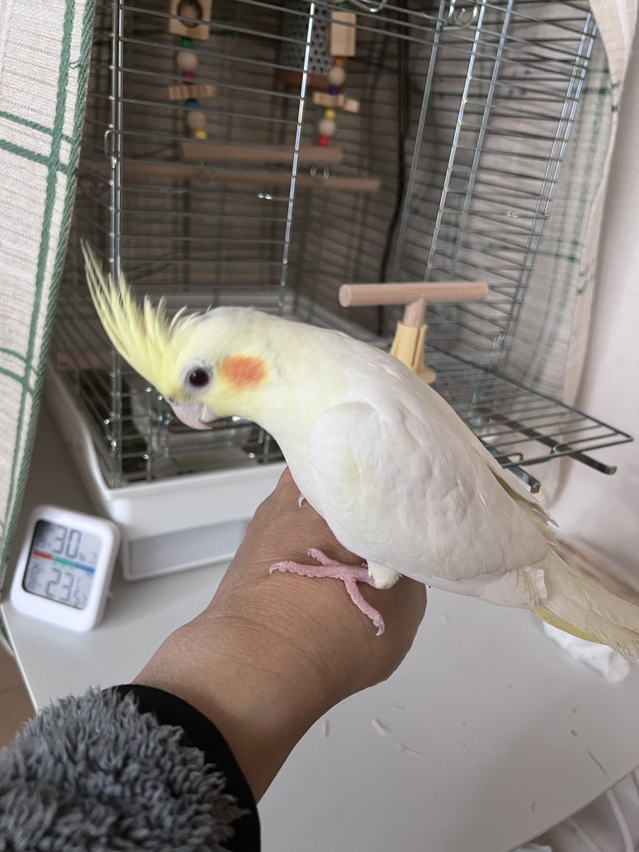 oqiq_sa's tweet photo. オカメインコを探しています。
2026年6月26日7時30分頃東京都江戸川区小岩付近で迷子になってしまいました。台風もきていて心配です。目撃、保護など少しでも情報があれば連絡よろしくお願いします。拡散よろしくお願いします。#オカメインコ #迷い鳥 #迷子 #小岩 #江戸川区 #迷子鳥拡散 https://t.co/U3xVX6qFuS