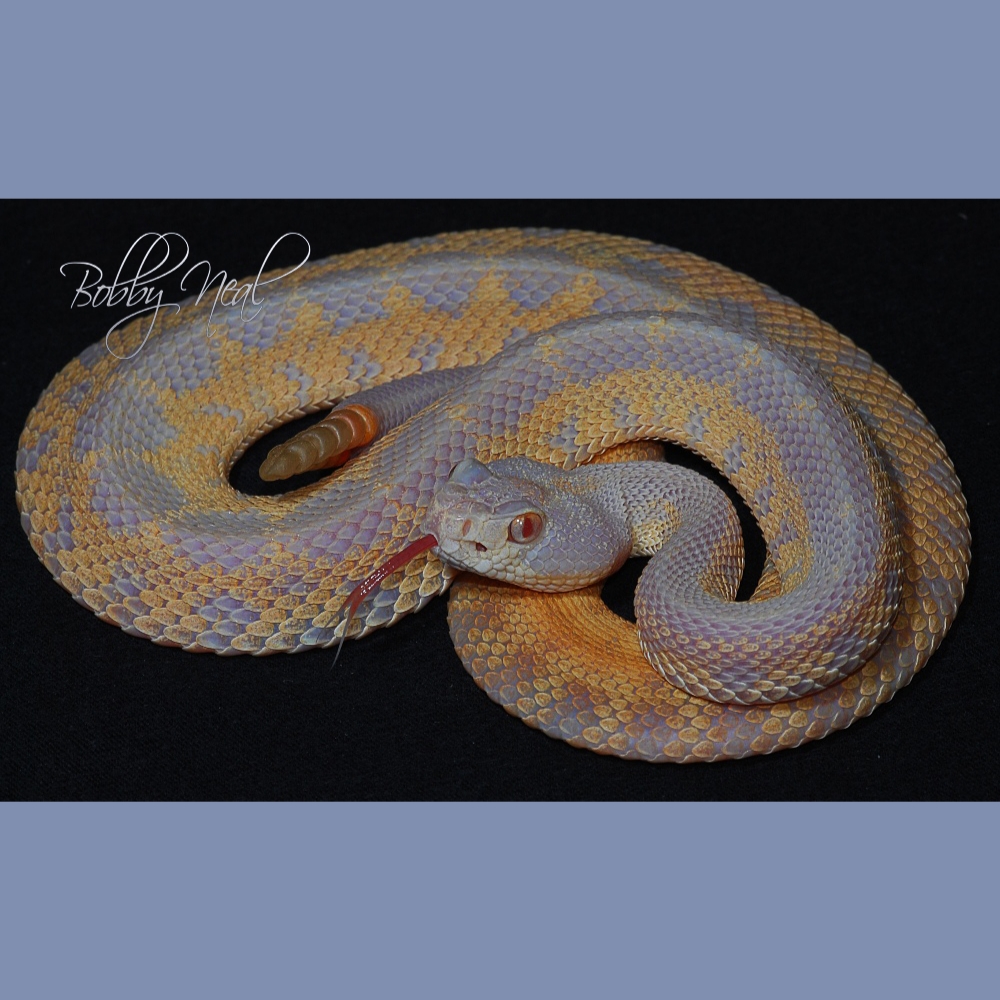 LivingArtReptil's tweet photo. Bella! 🙂Albino Western Diamondback Rattlesnake (Crotalus Atrox). Photo: Bobby Neal. #hots #snake #reptile #livingart #pitviper #Crotalus #rattlesnake #venomous #livingartreptile #livingartreptiles #Crotalus #rattlesnake #venomous #livingartreptile #livingartreptile https://t.co/cAHqI8uPXV