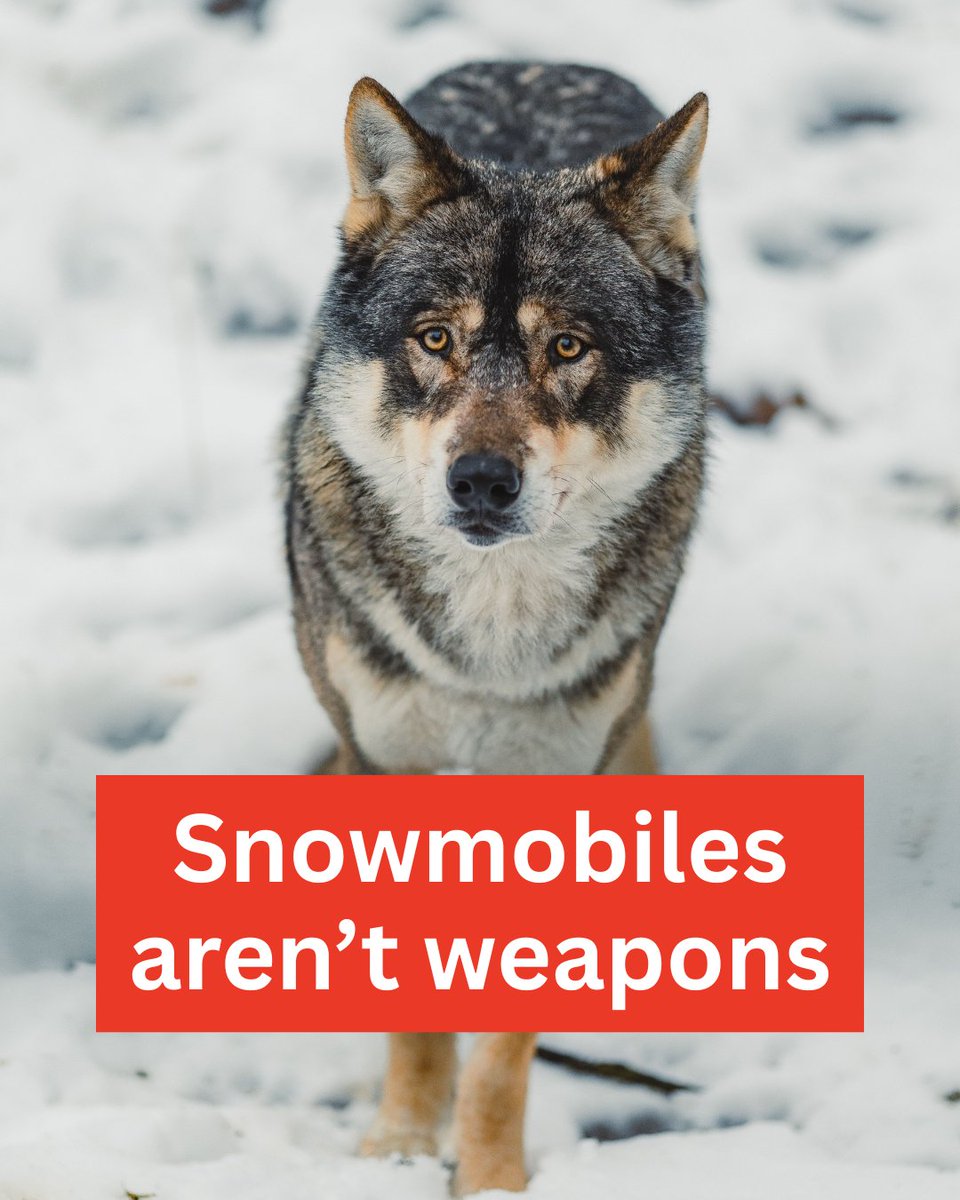 EnviroAction's tweet photo. There could be hope for wolves. Legislation in Congress would make it illegal to intentionally harm wolves with snowmobiles on federal lands. Will you urge your U.S. House representative to support the Snowmobiles Aren’t Weapons Act today? https://t.co/pmQGrG3pTp https://t.co/OoeLSXu2EK