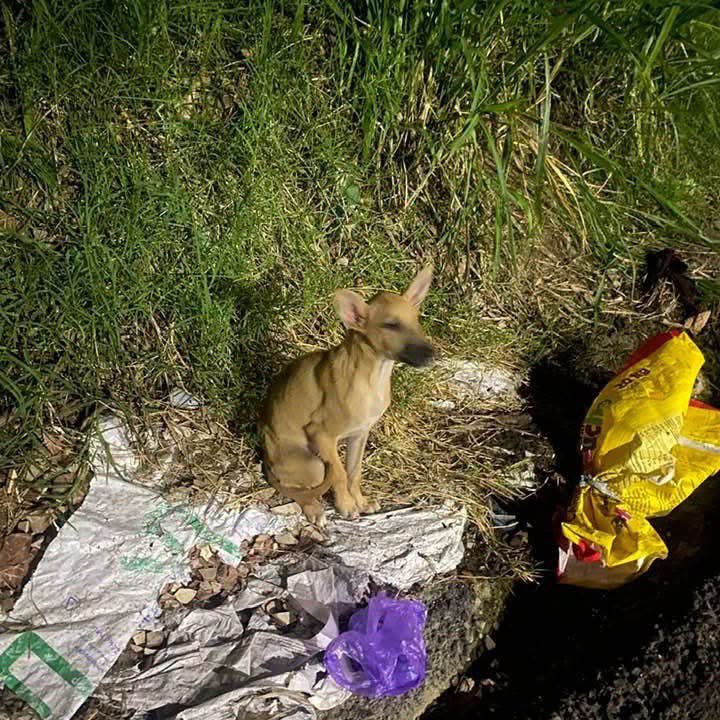 LaHuellaSV's tweet photo. 🐶💔 ABANDONAN A CACHORRO DENTRO DE UN SACO Y BUSCAN UN HOGAR PARA ÉL

Un cachorro de aproximadamente seis meses fue encontrado abandonado dentro de un saco en un basurero ubicado sobre la calle de la cantina La Cara de Vaca, según denunciaron ciudadanos de la zona.

De acuerdo con el reporte, el perrito permanece asustado y no se ha movido del lugar desde que fue abandonado, pese al constante paso de vehículos y la posibilidad de lluvias durante las próximas horas.

📞 Si desea adoptarlo o colaborar con su rescate, puede comunicarse al 7475-6955.