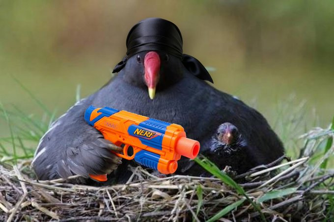bigbonderboi's tweet photo. LMAOOO ok i just found a runner, so this bird is REAL and actually a type of bird which is just fat and chopped.

it is viral on X rn with memes of it, so perfect. "chudlet"  and the real bird is called a 'moorhen'. https://t.co/n1CLAaBUSg