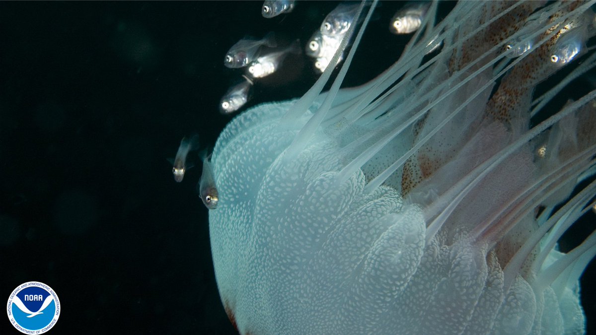 NOAANCEI's tweet photo. 🌊 June is World Ocean Month! NCEI and @NOAA proudly support the World Ocean Database, which contains ocean data going as far back as 1772. The database records temperature, salinity, oxygen data and several other variables. For more information, visit: https://t.co/jA1V84fp1Y https://t.co/NTE2Tq1Spp