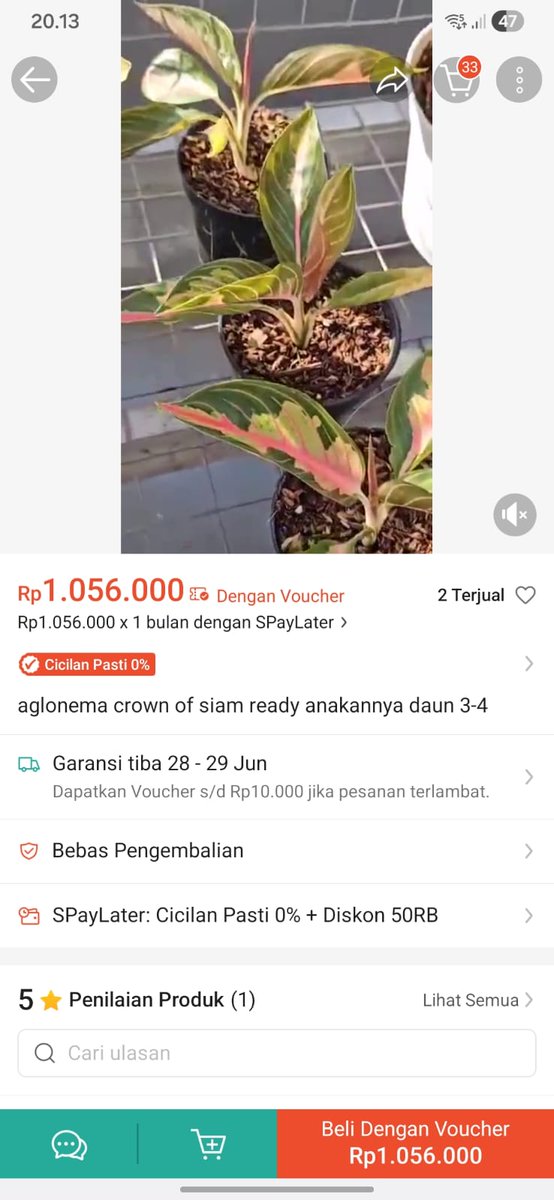 dayat560's tweet photo. Kronologinya, Saya beli aglonema Crown of Siam di lapak "Berkah.aglonena_19", Metro.
Barang yang dikirim sama sekali berbeda dg foto dan video (foto terakhir menunjukkan barang yang diterima. https://t.co/Qn0skaTCDs