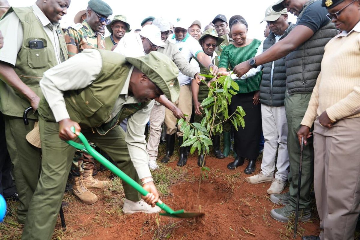 KeForestService's tweet photo. @CCF_Kenya Mr. Alex Lemarkoko today joined the Head of Public Service and Chief of Staff, @koske_felix , Cabinet Secretary for @Environment_Ke, @DeboraBarasa , Principal Secretaries @GMugambi_CBS, @Eng_F_Ngeno and Dr. Belio Kipsang, and H.E. Governor @Araap_Sang  of Nandi County for a tree planting exercise at Chepkiep/Kiptangus Forest, Mosop.

The event marked a major milestone in the implementation of the Nandi Integrated Climate Landscape Improvement Project (@MauForest_iclip), a five-year initiative spearheaded by the Ministry of Environment and Kenya Forest Service to rehabilitate 9,605 hectares of degraded forest land and establish 10 million tree seedlings across the Nandi Forest Ecosystem.

Held under the theme "Community Action for Ecosystem Restoration and Sustainable Livelihoods," the exercise brought together government agencies, local communities, development partners, and conservation stakeholders in line with whole-of-government, whole-of-society approach towards forest restorationand sustainable management.

The restoration of the Nandi Forest Ecosystem is not just about trees, it is about safeguarding the Yala, Nzoia, and Nyando river catchments, reversing soil erosion, rebuilding wildlife habitats, and fortifying Kenya's frontline defences against the accelerating impacts of climate change.

KFS remains steadfast in its mission to lead, coordinate, and deliver Kenya's landscape restoration agenda, one seedling, one community, one forest block at a time, as the nation marches purposefully toward its national target.

#15BillionTreesBy2032.
#TreesForBetterLives 
#JazaMiti