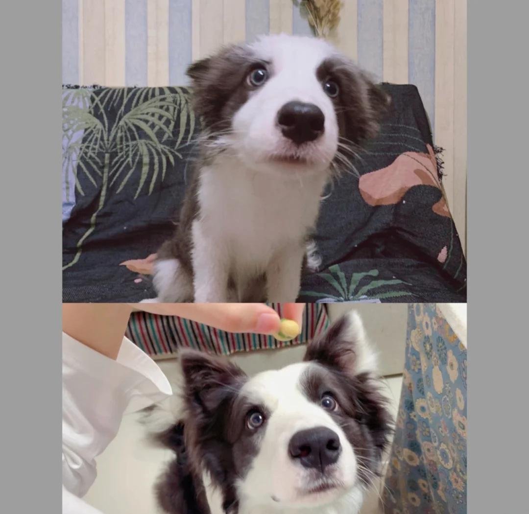 fionagarnier2's tweet photo. Woke up to my pup’s tiny first collar photo vs today’s big boy backpack pic—time really flies! https://t.co/3pkjBVZqBl