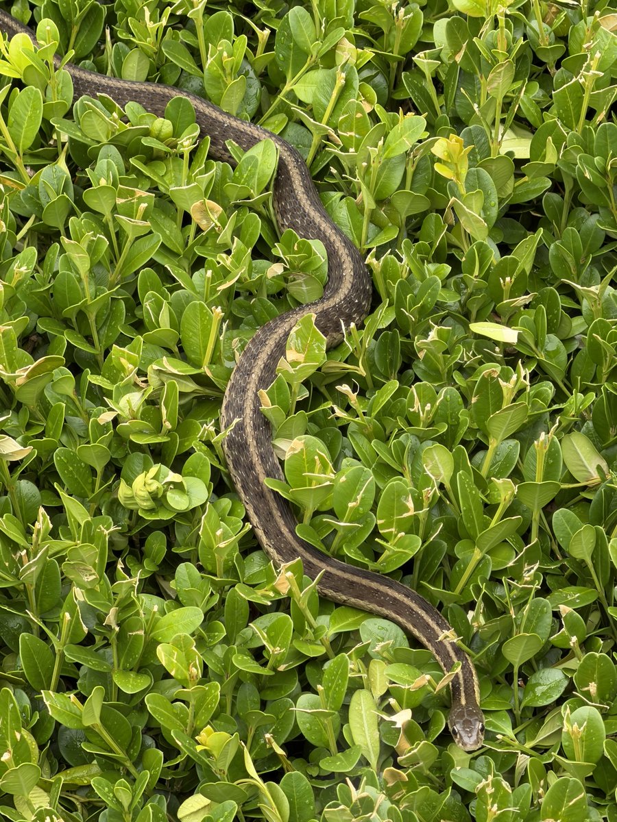 mileswatter's tweet photo. The guardian of the shrubs and porch. https://t.co/dbs6NehDiH