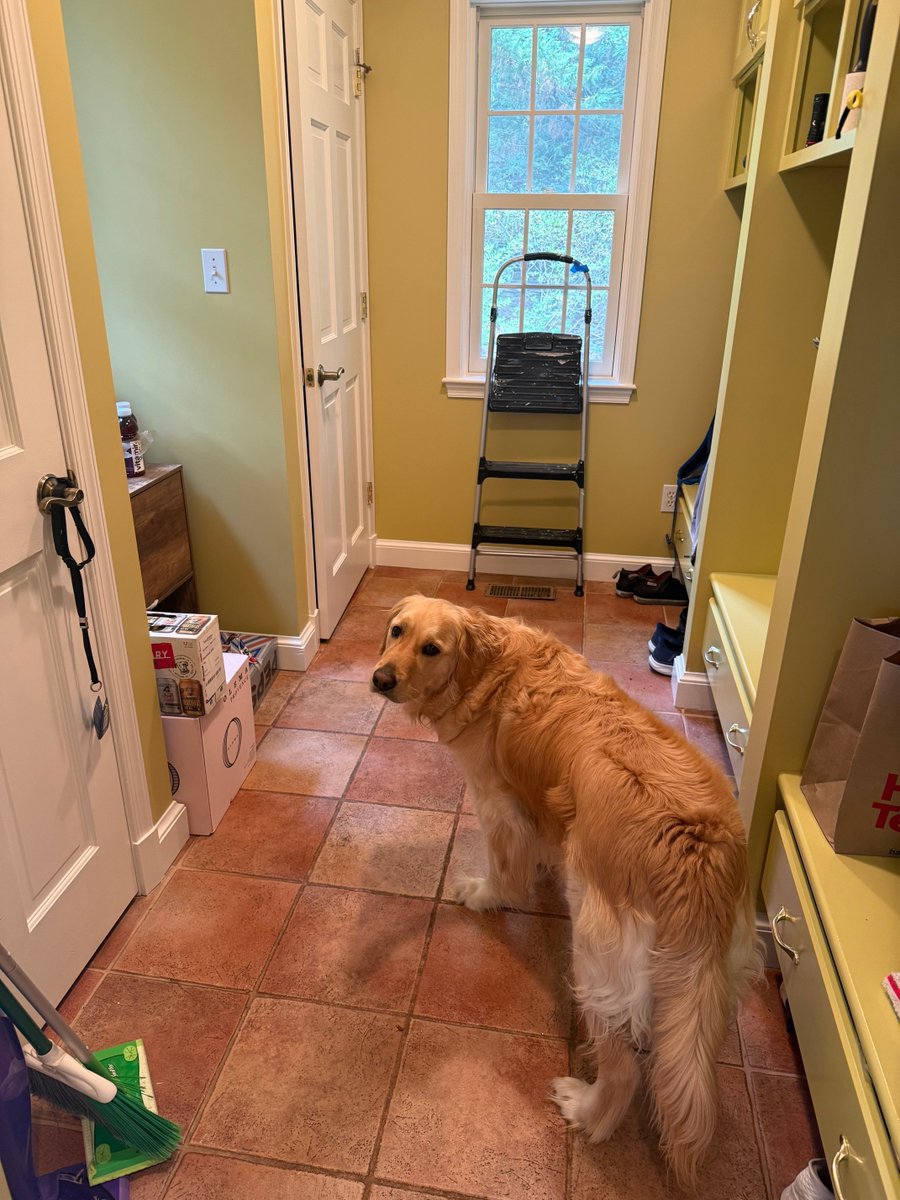 sbloomfield15's tweet photo. Unexpected retirement hazard?  After years of being fed when I came home from work, Madigan is pretty sure she needs to be fed every time I now walk into the house!  Can you teach a dog a new trick? https://t.co/F9w7nLY4A8