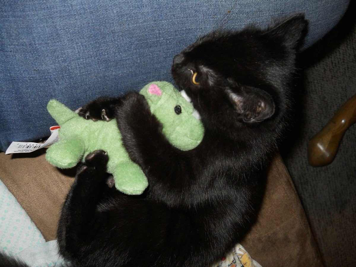 coolfunnnn's tweet photo. que hermosos que son los gatos negros…. https://t.co/B3id87kdmd