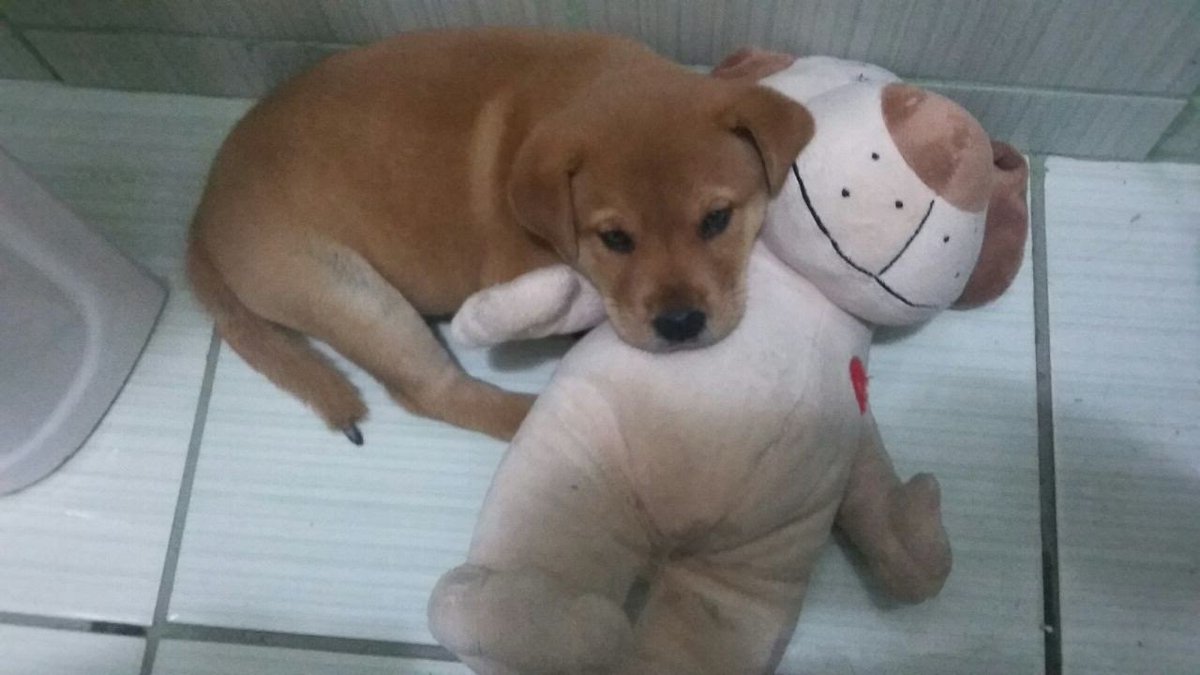 Mlls___'s tweet photo. @blightlesb Meu bb tem uma foto com a mãe desse brinquedo https://t.co/IWUTwqjCLa