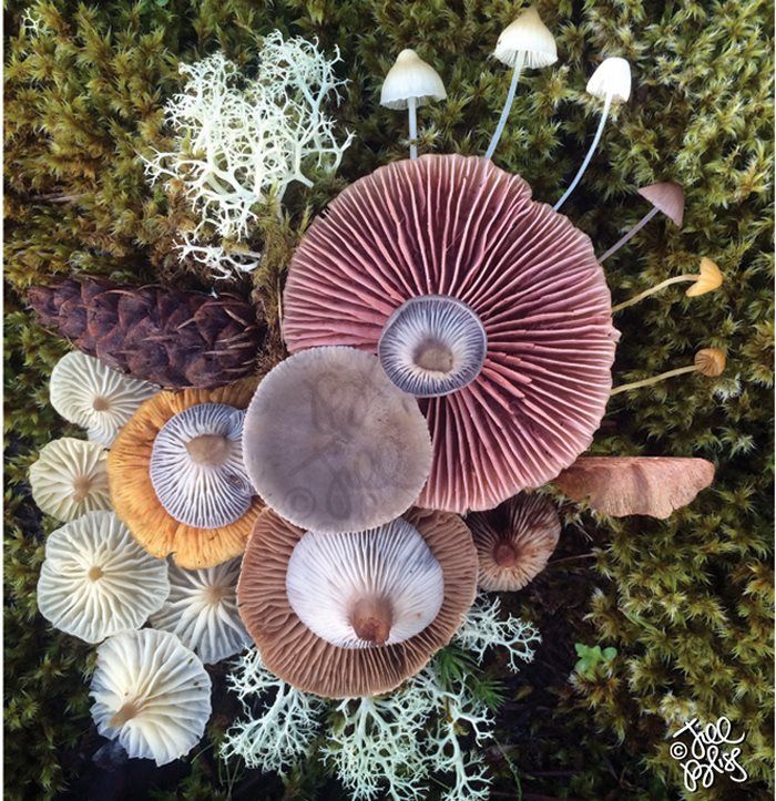aestheticpost's tweet photo. Tiny kingdoms we’re lucky to witness. https://t.co/CnqvpUU6ir