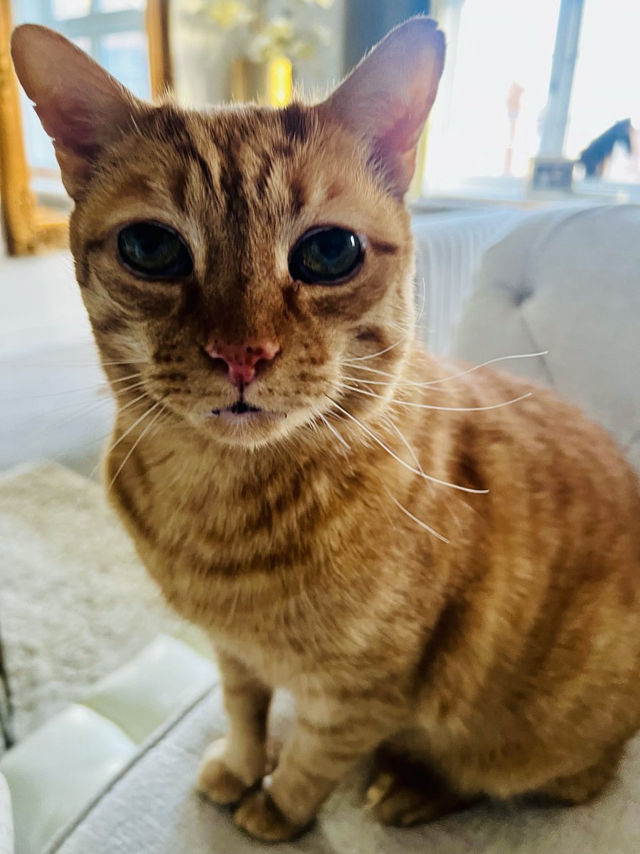 haglobalmd's tweet photo. @NiallHarbison Love to Maximus 🤎from Maximus Tango 🧡 two rescue boys who found their gladiator spirit 🛡️ https://t.co/wCarK0I9CV
