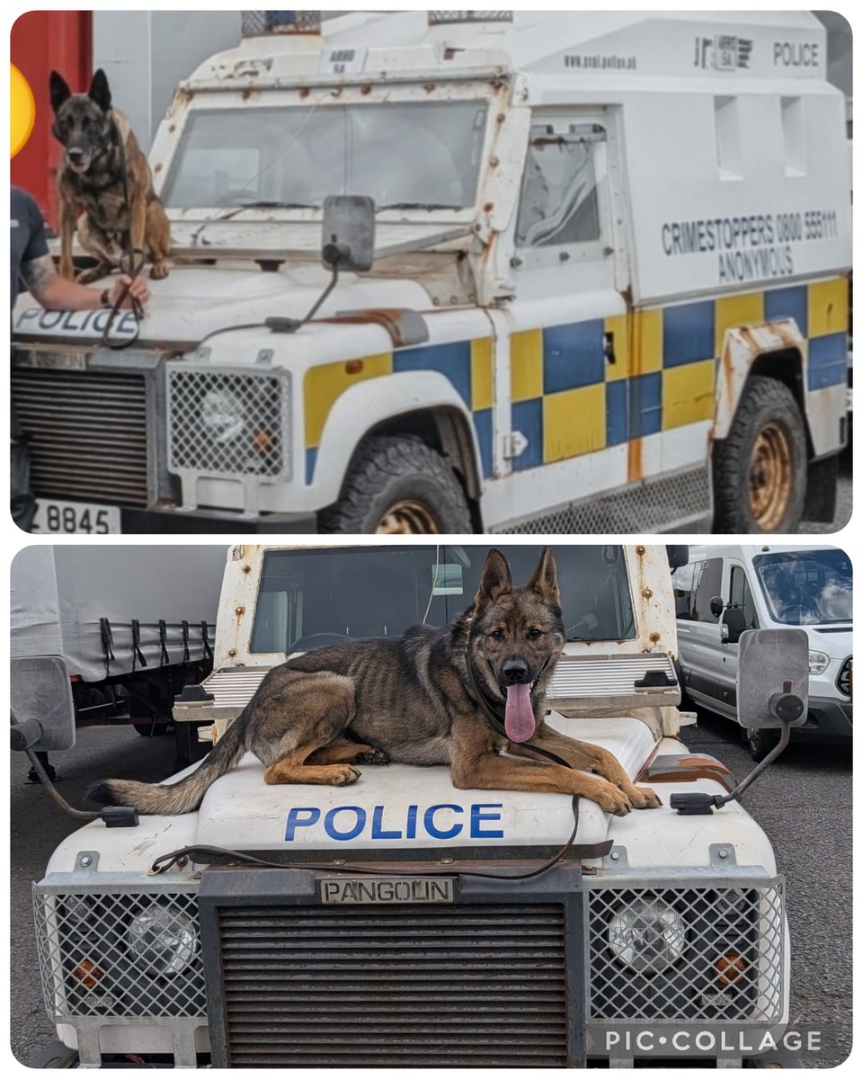 LancsPolDogUnit's tweet photo. Two of our dogs have returned from their first ever sea crossing over to Northern Island, along with numerous colleagues, to assist with the recent public order.

PD's Viper and Kenzo found the crossing much easier than one of the handlers 🤢 

Well done boys  #MutualAid https://t.co/vW5BCa7WNI