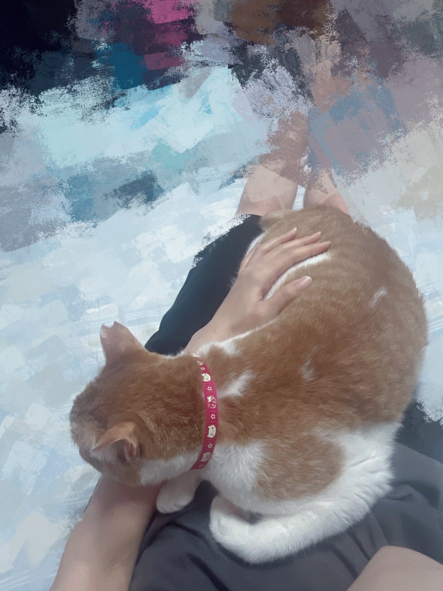 mi1ta2n's tweet photo. ビビり猫初ﾃﾞｶ地震で初人の腹の上
一生私が守るからな https://t.co/Foa3N7cmkI