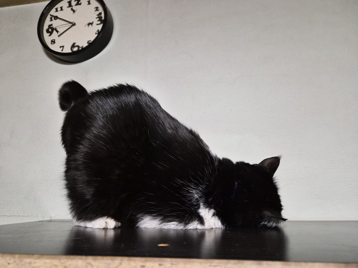 Ichiroiro's tweet photo. 赤ちゃんみたい笑
 #猫  #ハチワレ  #かぎしっぽ https://t.co/jJ84bvcPqb