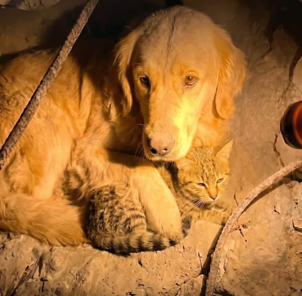 plcdelmedionews's tweet photo. #AHORA | 📌 La solidaridad y la empatía deben ser el norte que nos una en medio de esta tragedia que hoy enluta a Venezuela. 

La actitud compasiva y protectora de este Golden Retriever que acobijó a gato mal herido y a "bien resguardo" hasta ser rescatados, definitivamente son ejemplos a seguir.