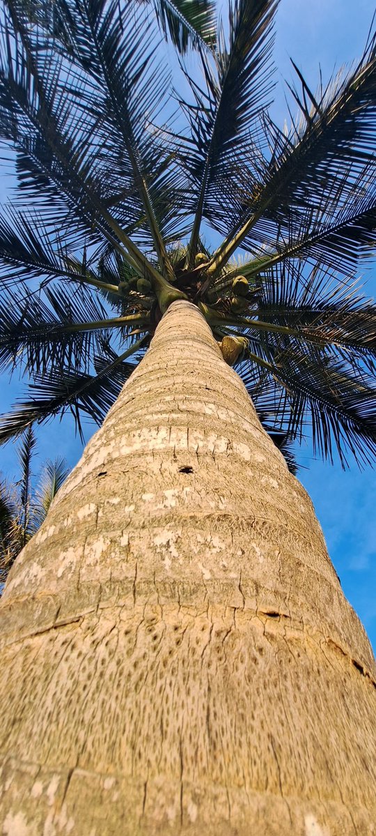 emolweni1's tweet photo. @CRSImages My coconut tree #coconuttree #coconuts #bluesky https://t.co/lJo5daQAmW