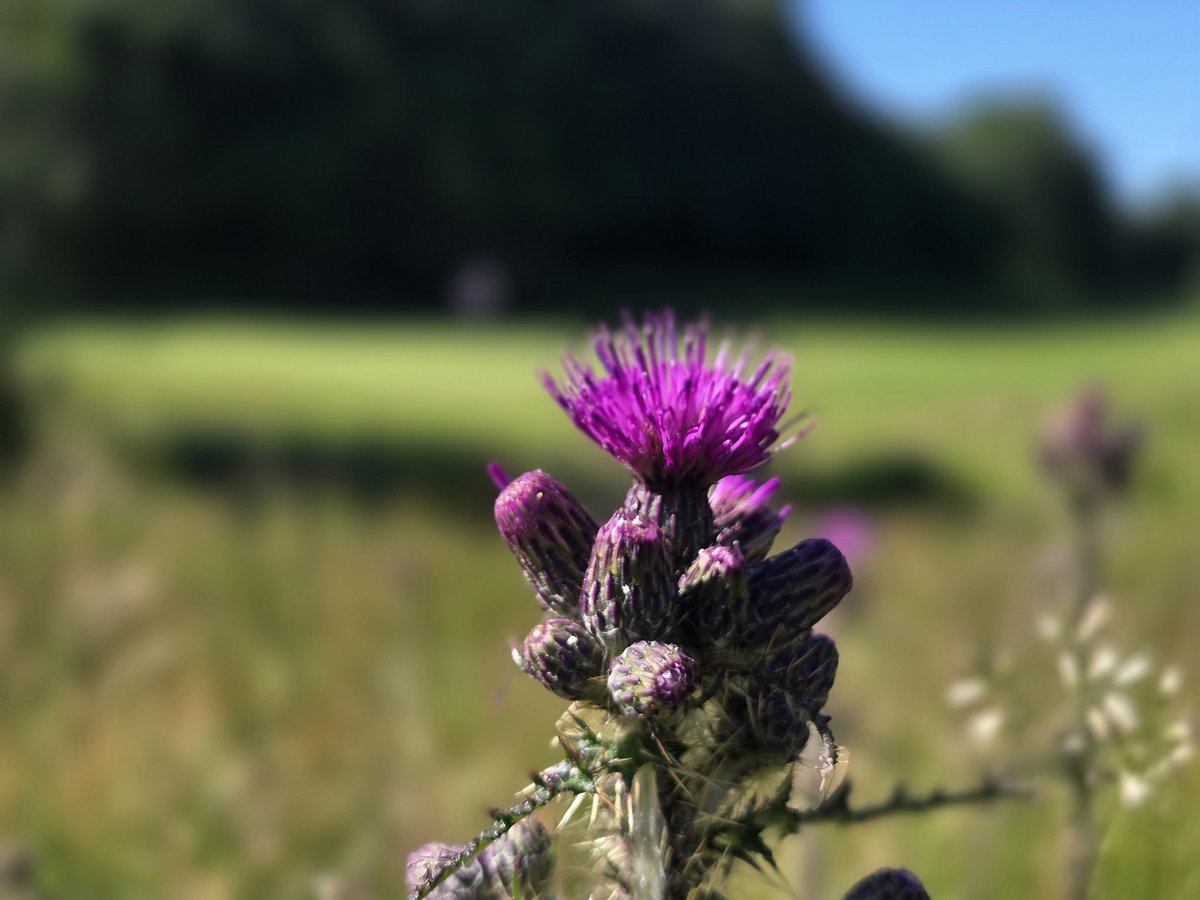 Falkirk_Greens's tweet photo. This week we saw temperatures up to 28°, sunshine🌞, rain🌧, thunder storms⛈️⚡️a real mix of everything, but the course has stood up to it all very well 👍⛳️
Work has involved general cutting and routine maintenance with an application of surfactant to the putting surfaces ⛳️. https://t.co/0JMD9rp3dT
