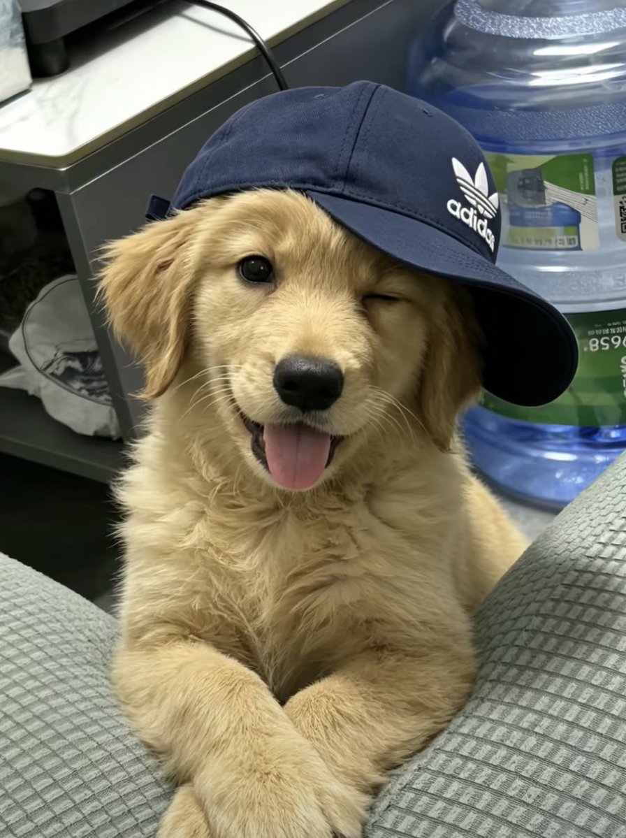 PuppyNationHQ's tweet photo. He is cute and he knows it ❤️ https://t.co/ewOjyvdFse
