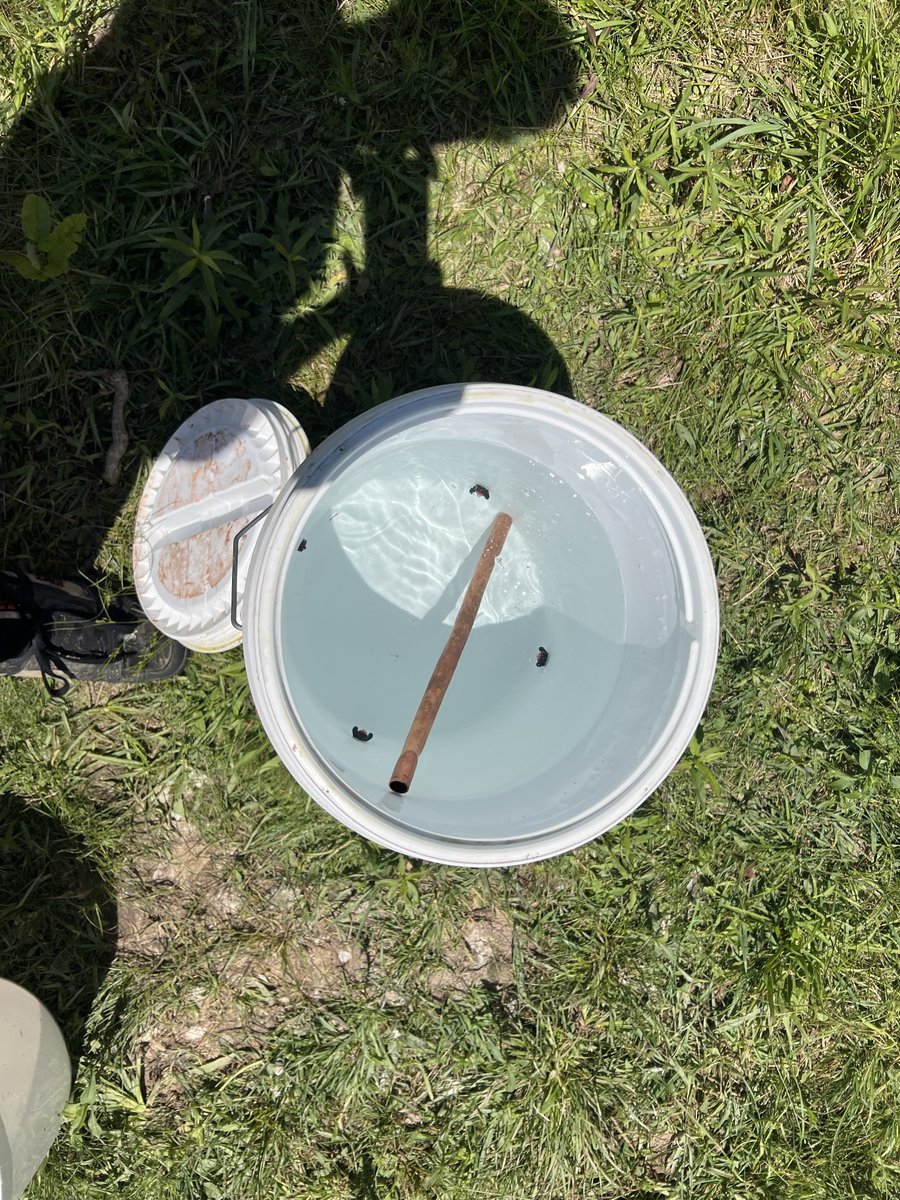 TurtleFarts369's tweet photo. @SirenPatriot Ya man. Started them in my chicken buckets and will not be going back. 
Has anyone tried it with sheep water? 🐑 https://t.co/ql4IsIlzbL