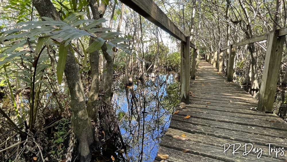 PRDayTrips's tweet photo. Time to Make Plans for #PuertoRico - Boardwalk Over The Marsh In Picuas (from 2022) #estaesmiisla https://t.co/OyZtfzigWn