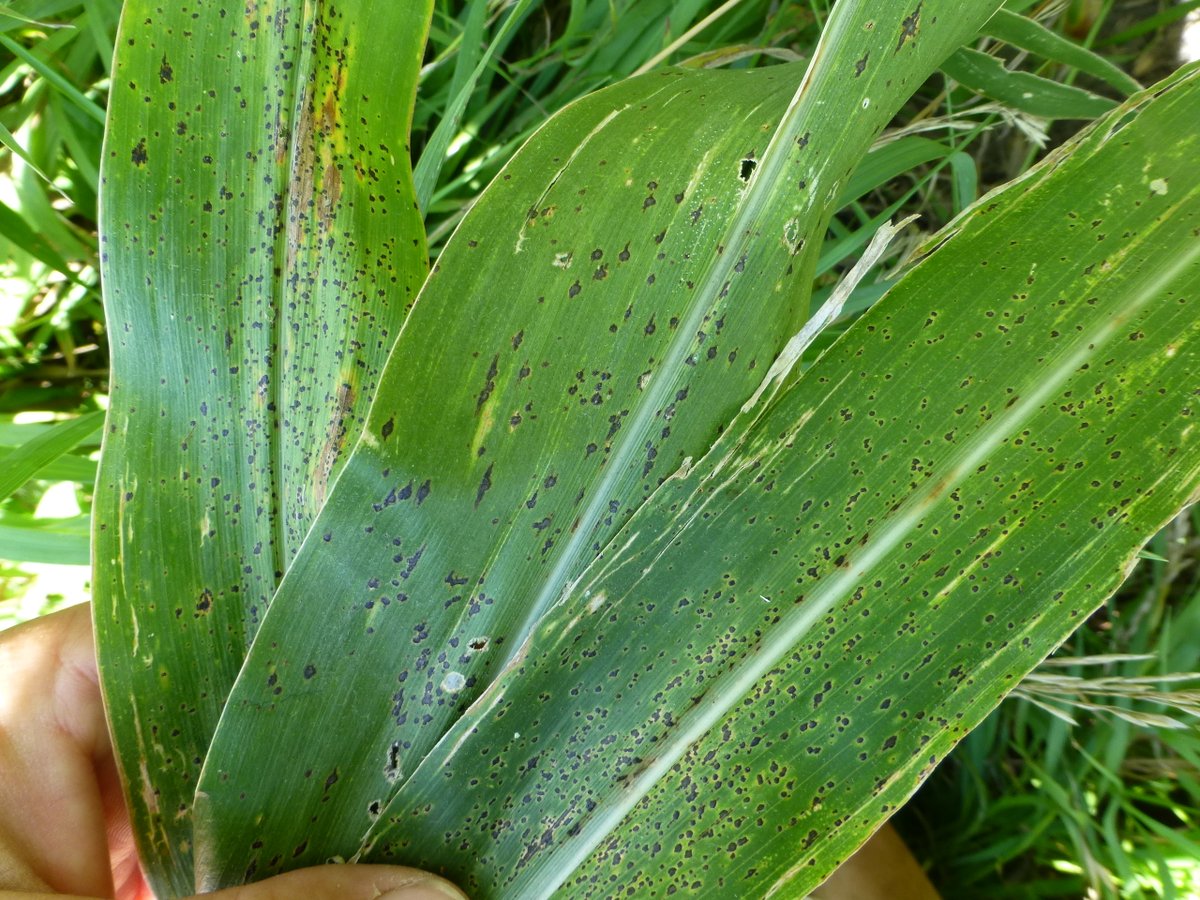 Crop Protection Network tweet media