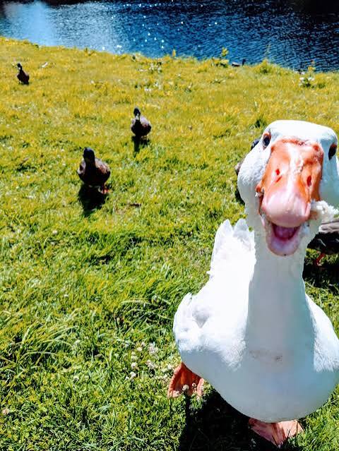 Fyodor_Spooner's tweet photo. @compliantvc silly goose https://t.co/VNKerodbJx