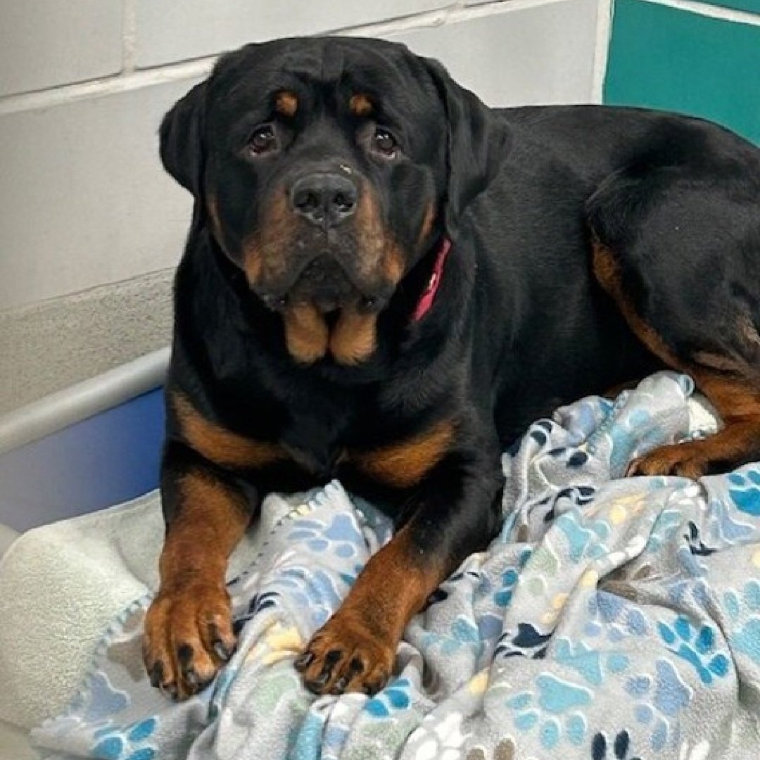 MyBoxerLuvMac1 tweet picture