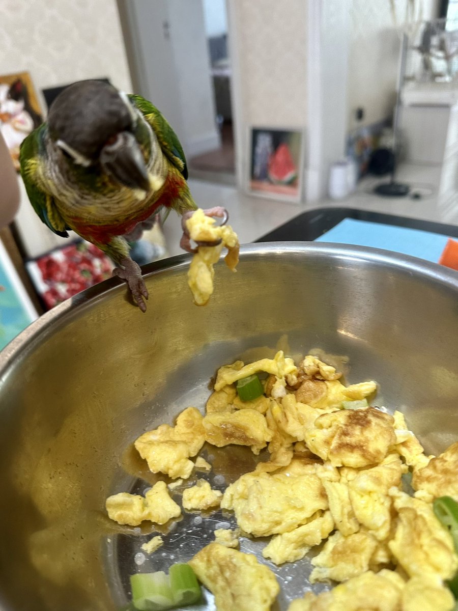 LrisSuen_'s tweet photo. What’s up? It’s me Michael . Beautiful afternoon at home.🥚🦜☀️
#parrot #parrotlife #birdlover #petlove
#parrotdaily #parrotlover #BirdMode https://t.co/Te3IlAKkZu