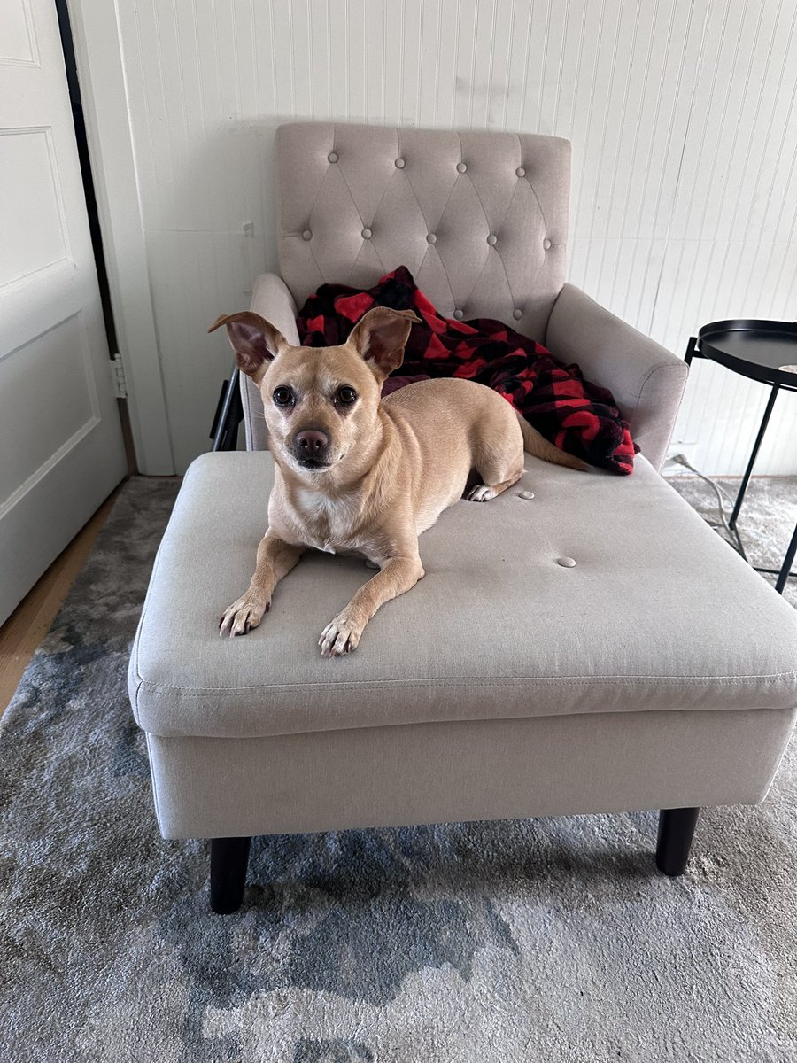 MarisaKonops's tweet photo. Please @NoahKahan please can you play we go way back in Philly tonight?

Enjoy this cute photo of my dog. She also requests that you play we go way back tonight https://t.co/f1cqZi5i3z