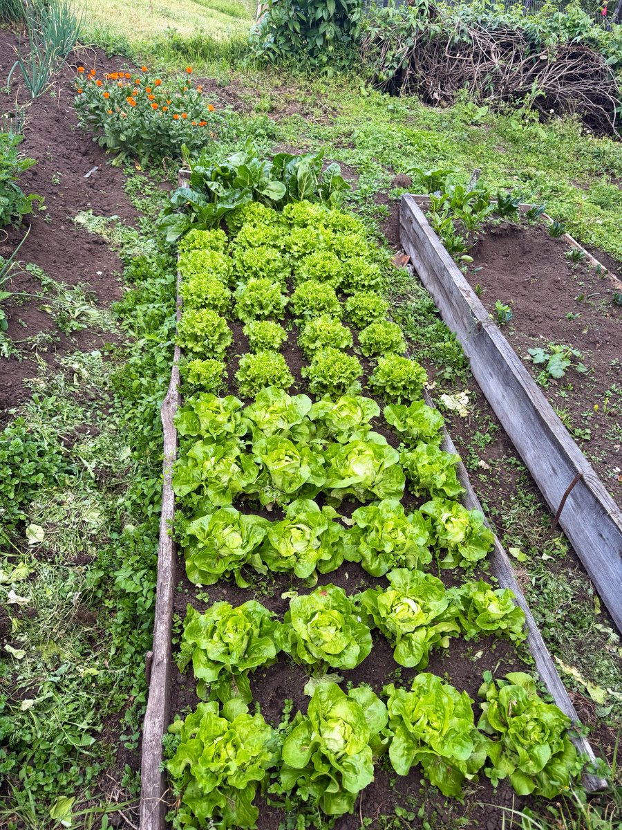 RAMOSFYAYIS's tweet photo. Huertas ecológicas. 🥬 https://t.co/iECDmOtR4T