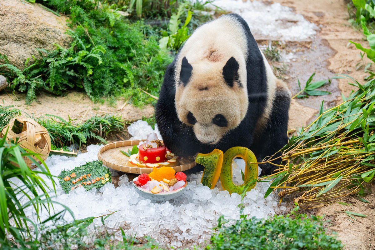 XHNews's tweet photo. Happy birthday to giant pandas! Macao's Municipal Affairs Bureau held the 10th birthday celebration events for the giant panda twins Jian Jian and Kang Kang on Friday, with tailor-made birthday cakes and the blessings of crowds of visitors. #AsiaAlbum https://t.co/HuU8sJtMpC https://t.co/3fDsChRIsL