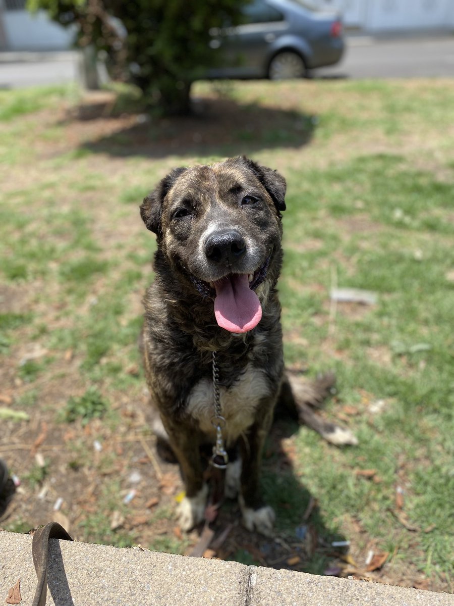HELA_MORE's tweet photo. ¿Me adoptas? 

Soy Caramela y estoy en busca 
de una familia. Por mucho tiempo 
viví los horrores de la calle,por eso ahora solo quiero ser feliz.

Dame una oportunidad.
Estoy en CDMX 
Me puedes conocer el domingo en el 
parque hundido en la feria de adopción.
De 11 a.m a 3 p.m https://t.co/t5nRjJ4vL6