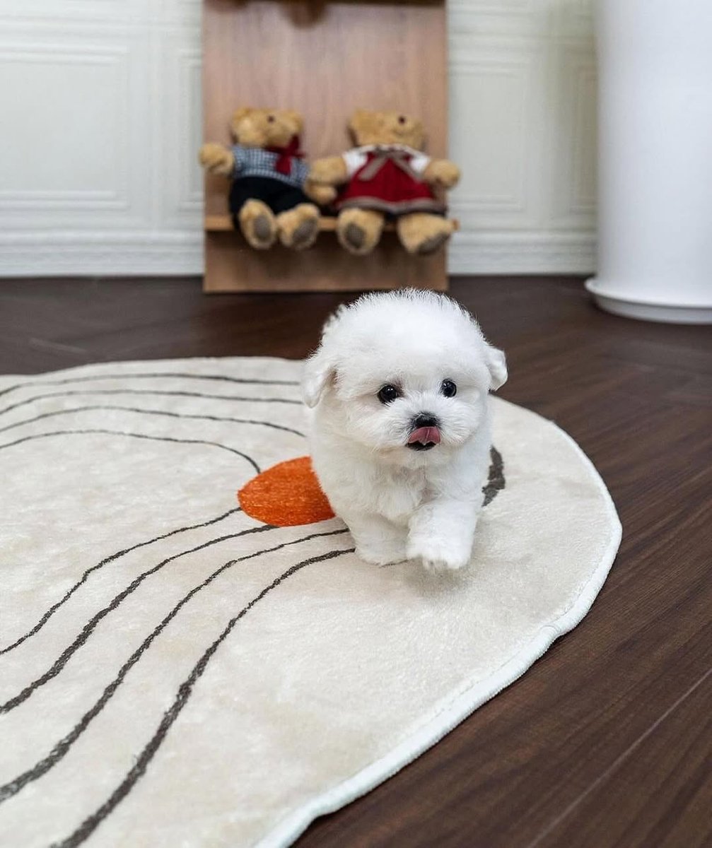 SDave55619's tweet photo. We are looking for a loving and responsible family to adopt Hershey https://t.co/srqHAesgvv