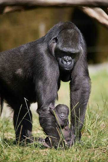 gorilla_tiny tweet picture