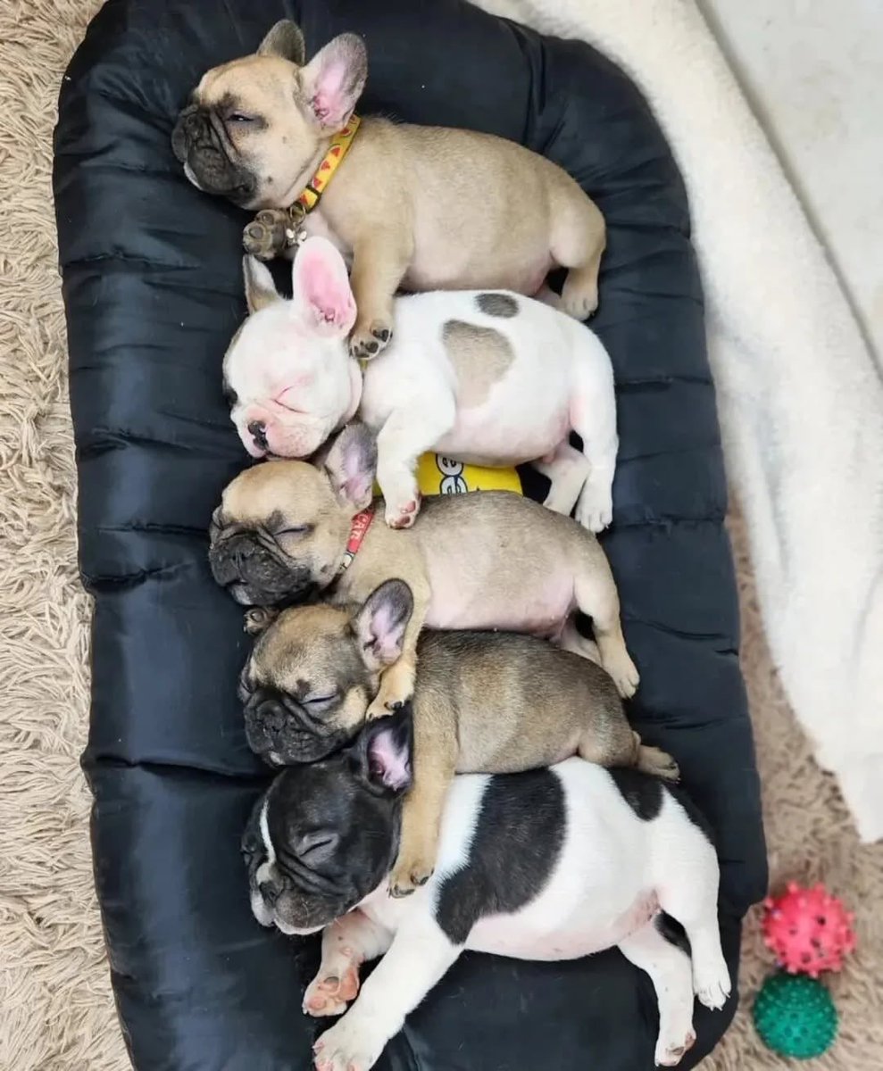 SDave55619's tweet photo. We are looking for a loving and responsible family to adopt our little baby’s https://t.co/G3lIHaYLC9