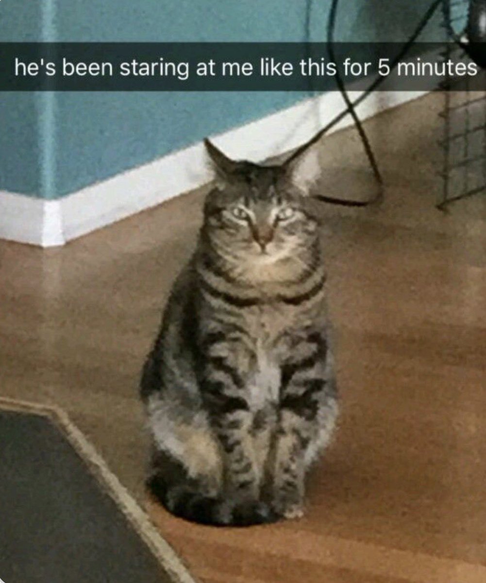 Cat Tribunal tweet media