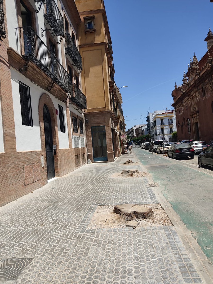 DavidLp32705032's tweet photo. Cuatro nuevos grandes árboles talados por el Ayuntamiento de Sevilla y la responsable del ramo @eveliarincon en la calle San Jacinto, justo delante de otro edificio de AT. NO TIENEN FIN. SI NO LOS PARAMOS NO PARARÁN. https://t.co/5znXk4LvLy