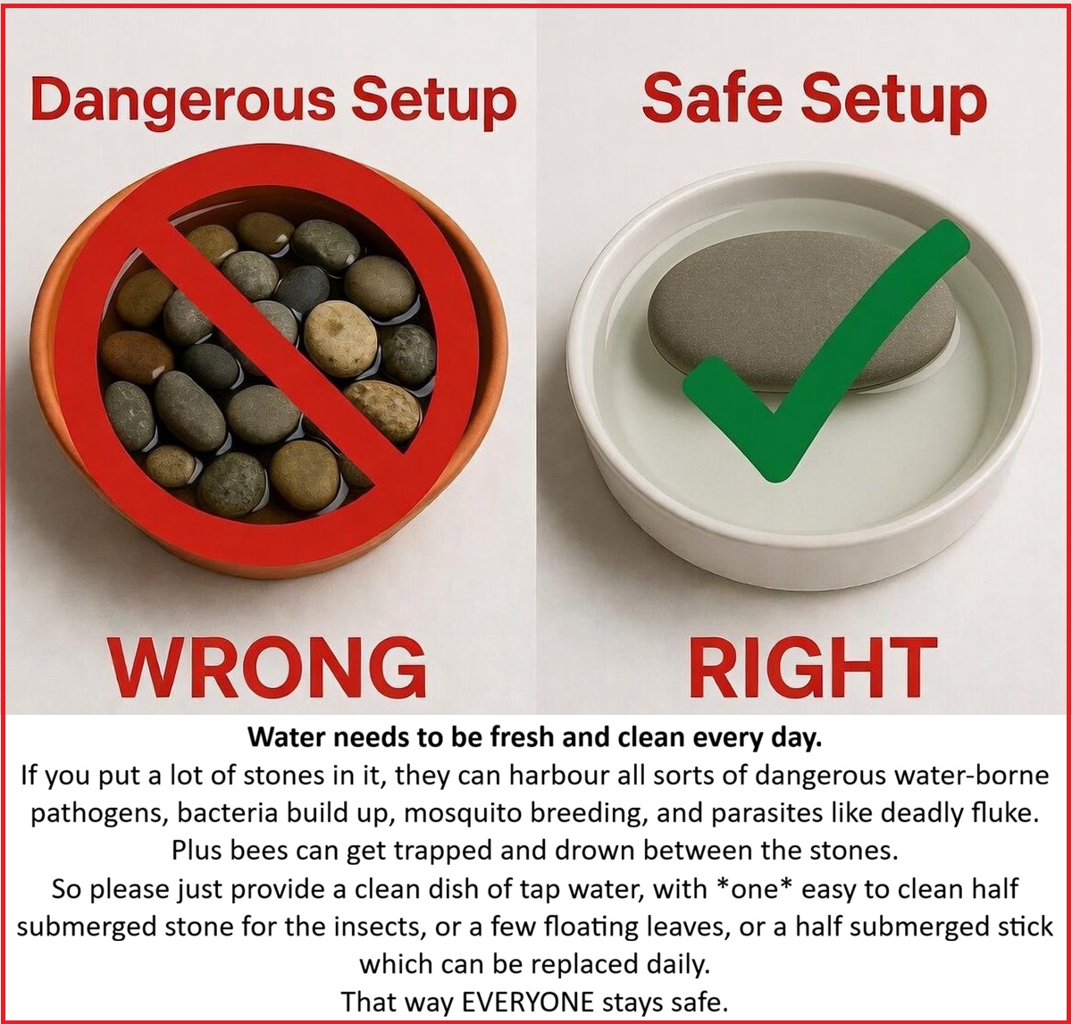 HedgehogCabin's tweet photo. I'm sorry to say this latest craze is harmful.
Please DO provide clean water.
But please DON'T fill the dish with stones.
And certainly not marbles - glass will reach fatal temperatures within minutes of being in the sun, and will kill any insect landing on them.
Water needs to be fresh and clean *every day*. 
If you put a lot of stones in it, they can harbour all sorts of dangerous water-borne pathogens and bacteria build up.
It will also make the water a mosquito breeding ground and the stones will harbour deadly parasites, like fluke. 
Plus bees can get trapped and drown between the stones. 
So please just provide a clean dish of tap water, with *one* easy to clean half submerged stone for the insects, or a few floating leaves, or a half submerged stick which can be replaced daily.🥰