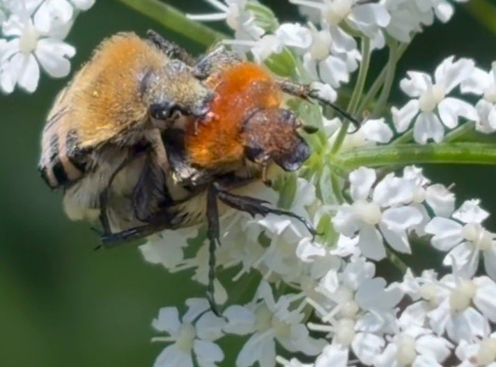 NorwaySkandin's tweet photo. #insects #Insekten #bug #Käfer #Natur #nature #Garten #garden #Sommer #summer #FrivolerFreitag Freitag

1/ Fotos: Ein Pärchen von #Pinselkäfer, Gattung #Trichius  sitzen auf #Blüten von Giersch. 
Das ist doch etwas für @Milvus70234020 und @SNKSSNKS2 ? https://t.co/ZpjuvrYfdU